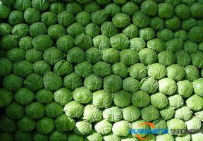 高邮市智慧农业蔬菜大棚引进物联网“种菜”