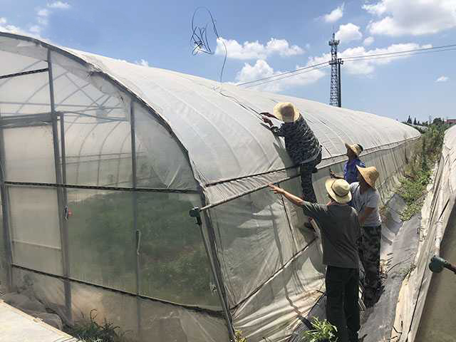 台风“利奇马”过境 加固大棚刻不容缓 灾后补救更不能停