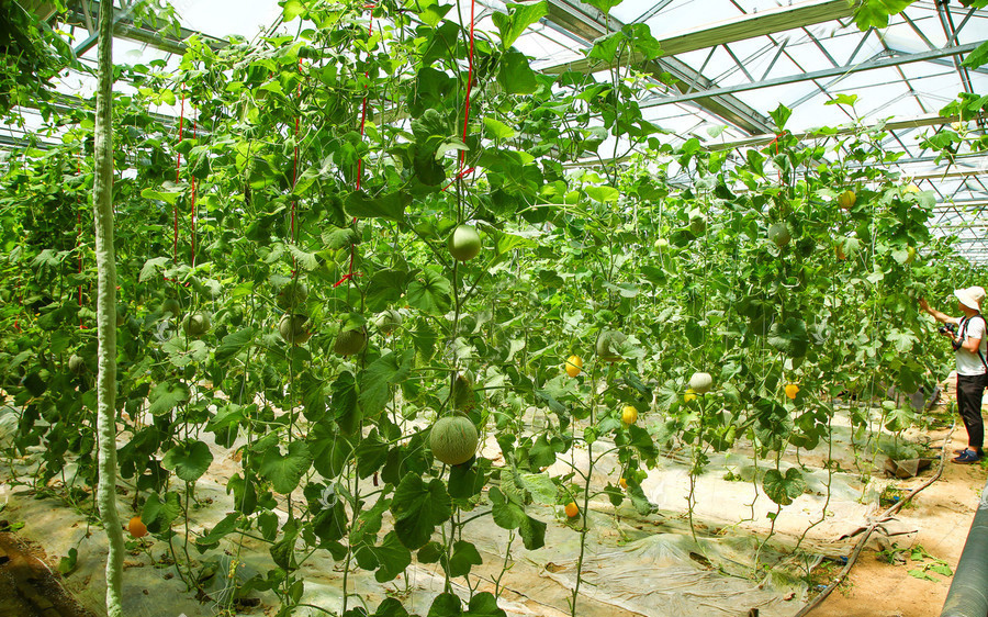 干货|设施甜瓜水肥一体化栽培技术
