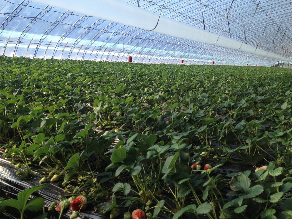 温室草莓栽培物联网智慧解决方案