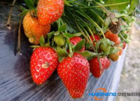 扬州广陵一农业园草莓一亩地进账50万元
