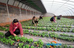 农业合作社：富了村民壮了集体