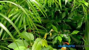 植物生长还能预测? 这个会为智慧农业指明方向