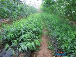 智慧农业时代 开启大棚桃苗种植技术新模式