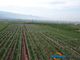新疆阿克苏：获农业高效节水建设补助金5000万元