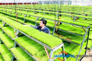 用工业思维推动农业现代化