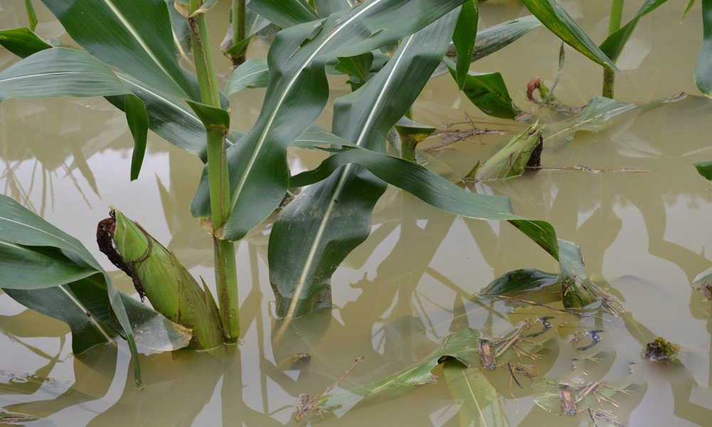 暴雨过后，玉米遭受涝灾怎么补救？