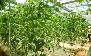 干货|设施甜瓜水肥一体化栽培技术